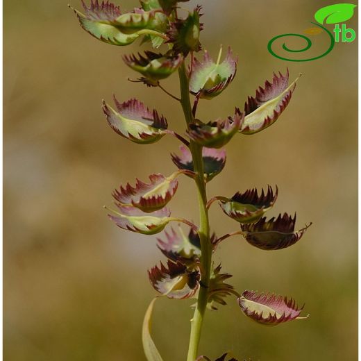 Aethionema fimbriatum