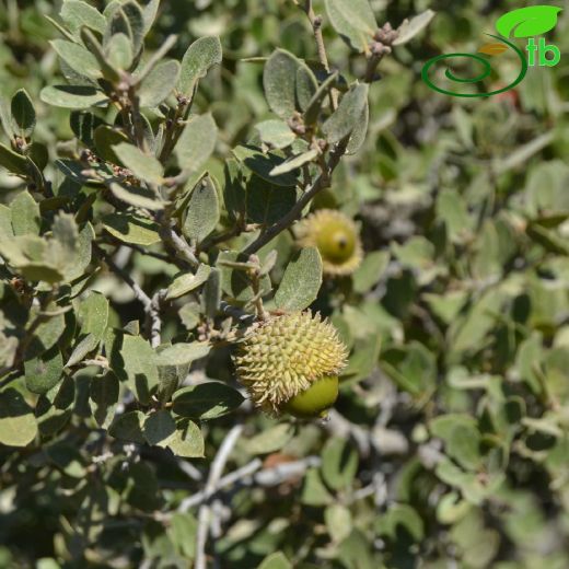 Fagaceae-Kayıngiller