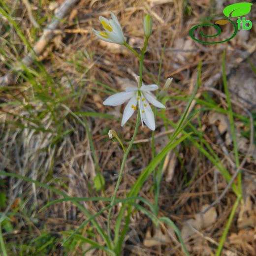 Anthericum-Örümcekotu