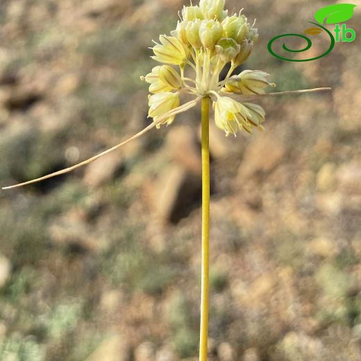 Amaryllidaceae-Nergisgiller
