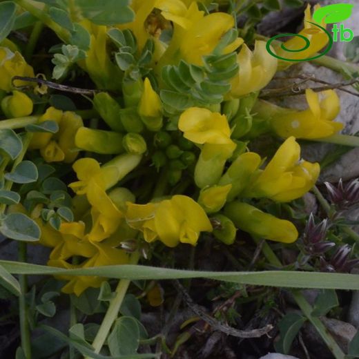 Astragalus antalyensis