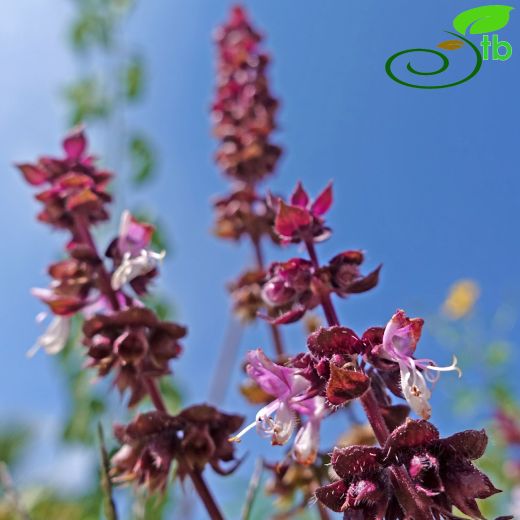 Ocimum-Fesleğen