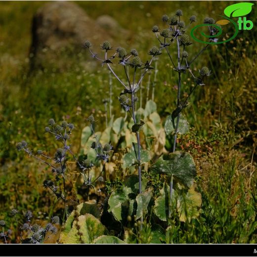 Apiaceae-Maydanozgiller