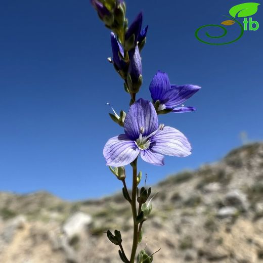 Veronica-Mavişot