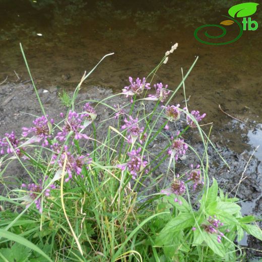 Allium carinatum