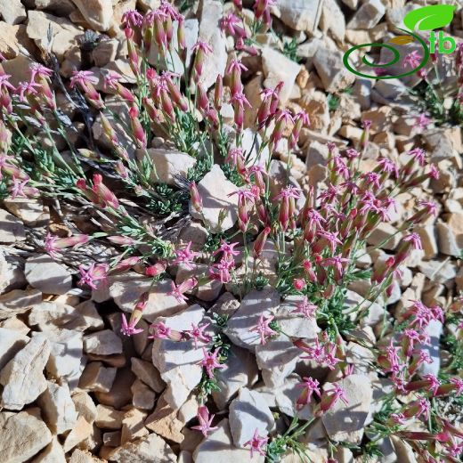 Dianthus-Karanfil