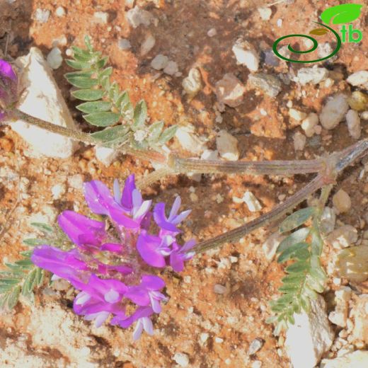Astragalus mesogitanus