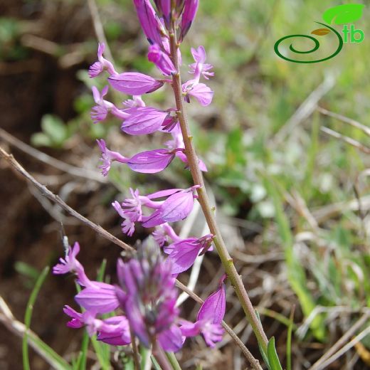 Polygala major