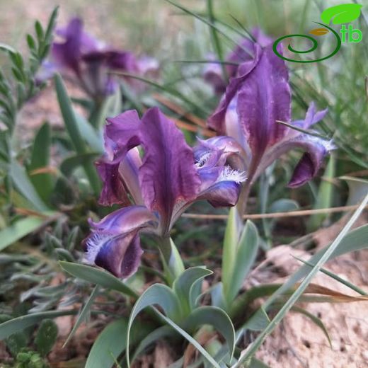 Iris attica