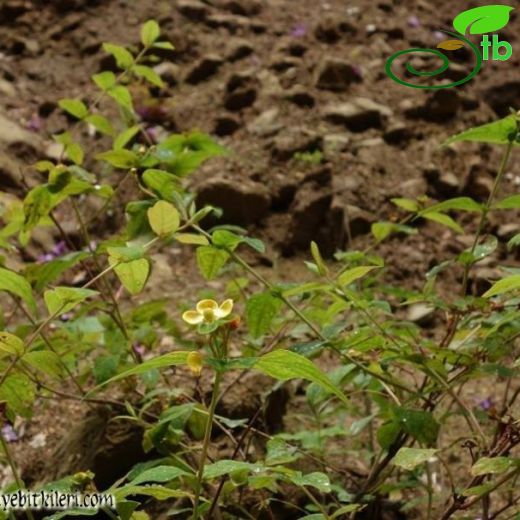 Hypericum androsaemum