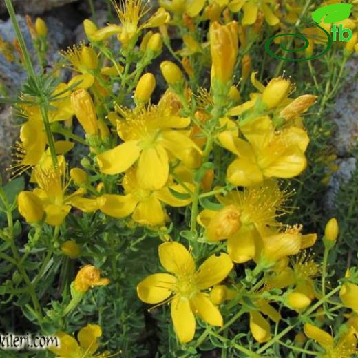 Hypericum pruinatum