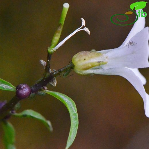 Cardamine bulbifera