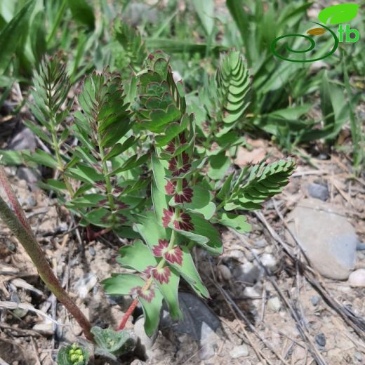 Berberidaceae-Karamukgiller