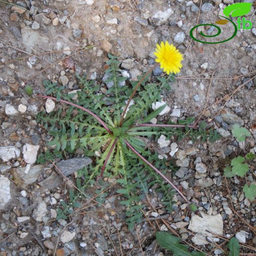 Taraxacum aleppicum