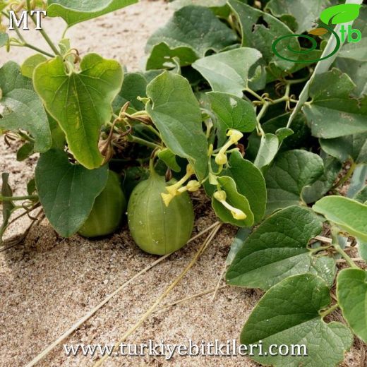 Aristolochia clematitis