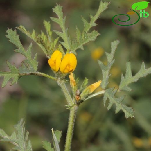 Medicago monantha