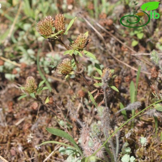 Trifolium bocconei