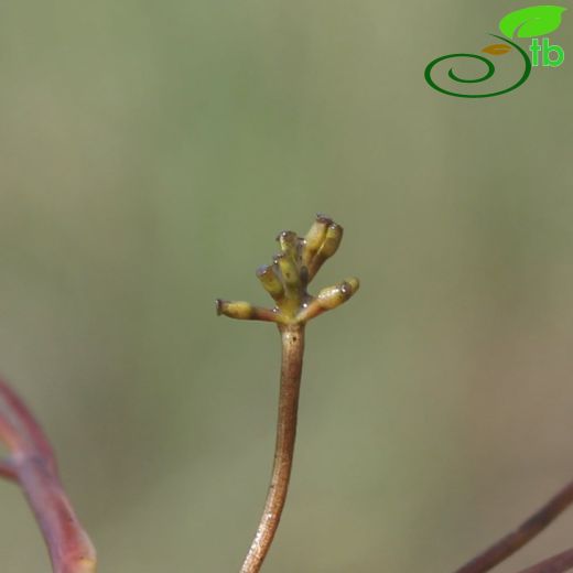 Ruppiaceae- Ördekotugiller