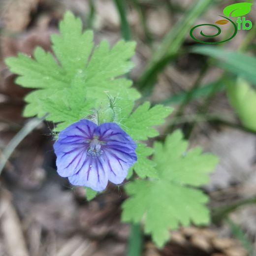 Geranium-Turnagagası