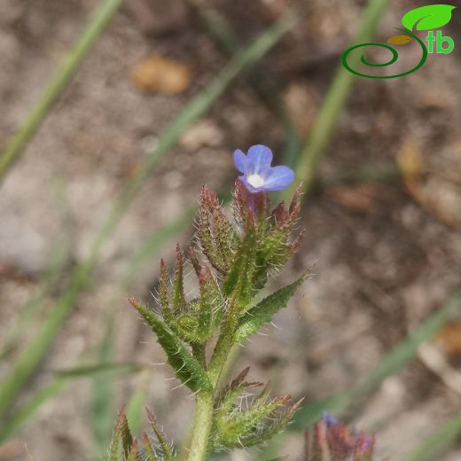 Lycopsis orientalis