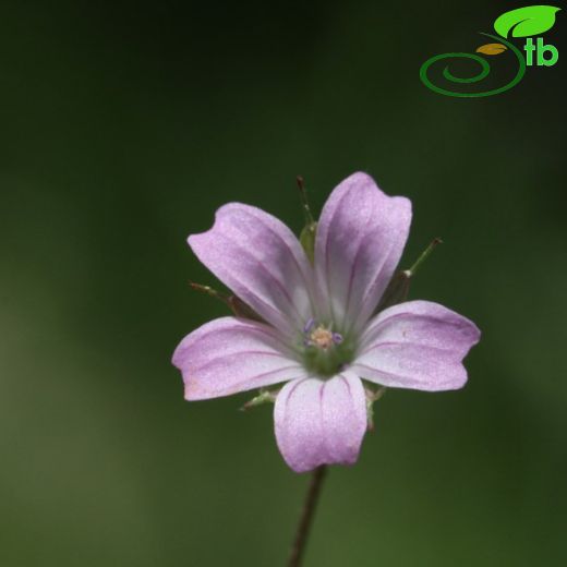 Geranium columbinum