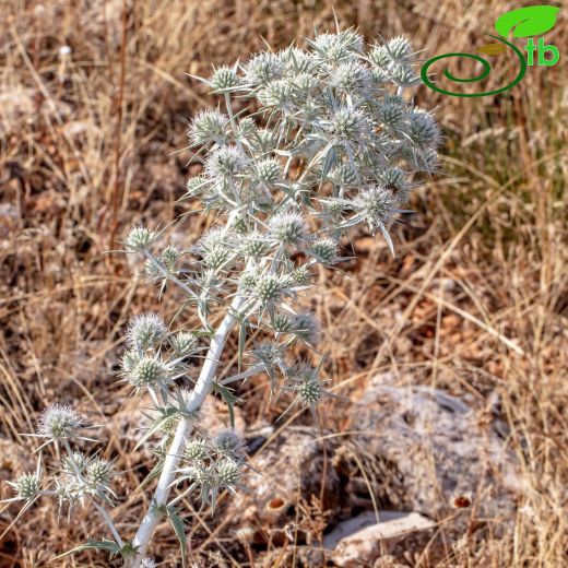 Apiaceae-Maydanozgiller