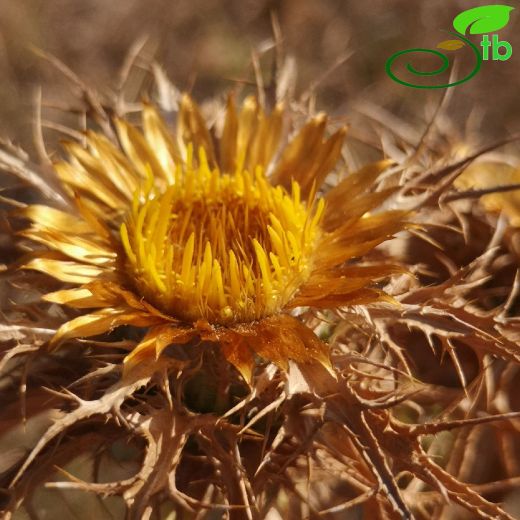 Carlina-Domuzdikeni
