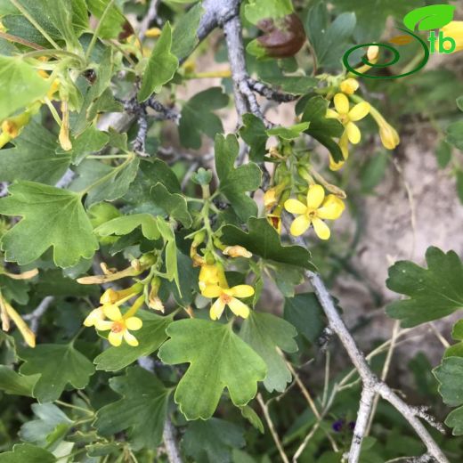 Grossulariaceae-Bektaşiüzümügiller