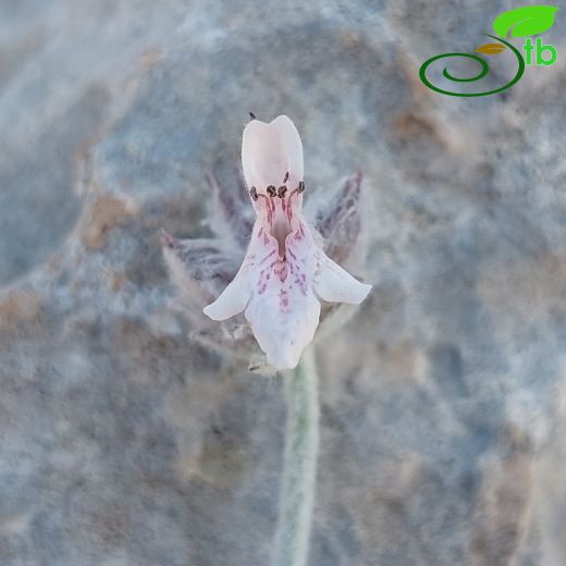 Stachys-Deliçay