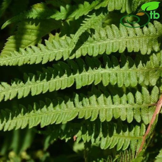 Dennstaedtiaceae-Eğreltigiller