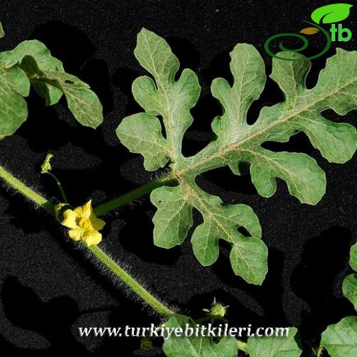 Citrullus-Karpuz