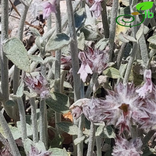 Stachys-Deliçay