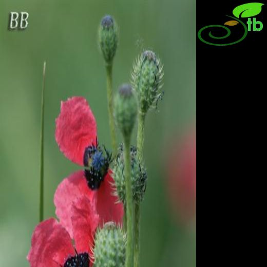 Papaver hybridum