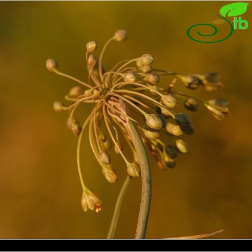 Amaryllidaceae-Nergisgiller