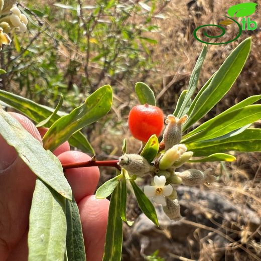 Thymelaeaceae-Sıyırcıkgiller