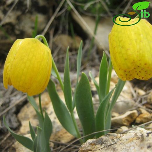 Fritillaria aurea