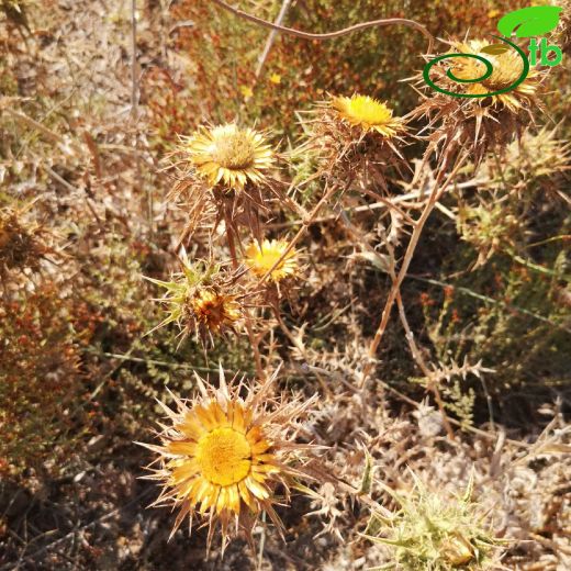 Carlina-Domuzdikeni