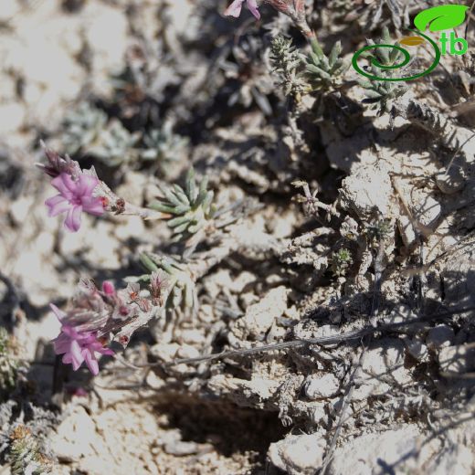 Acantholimon riyatguelii