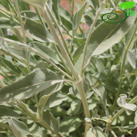 Salvia aucheri