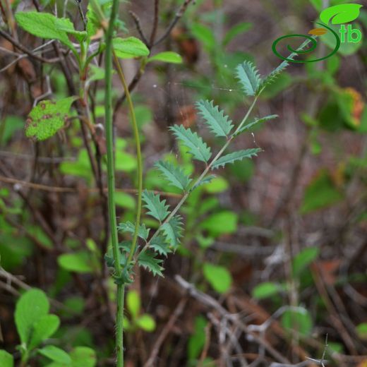 Sanguisorba-Çayırdüğmesi