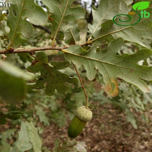 Quercus robur