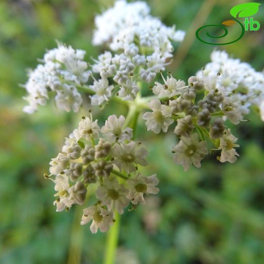 Crenosciadium siifolium