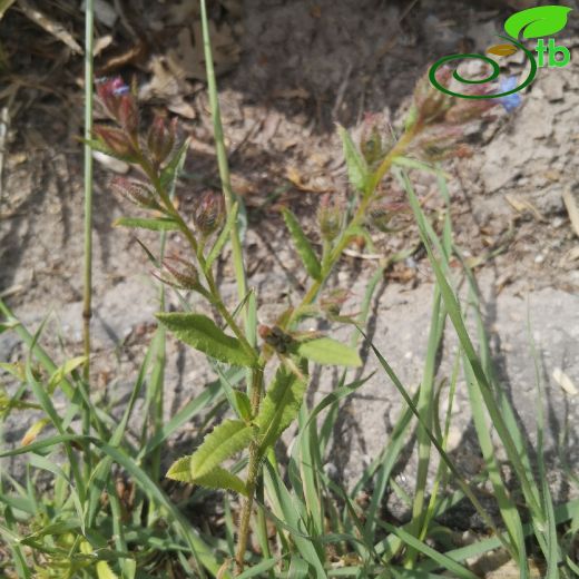 Lycopsis orientalis