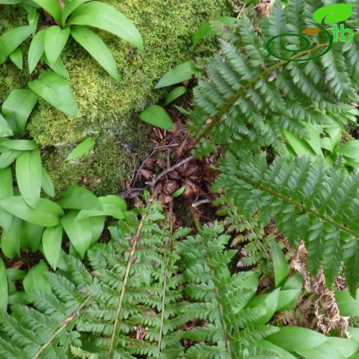 Polystichum acuelatum