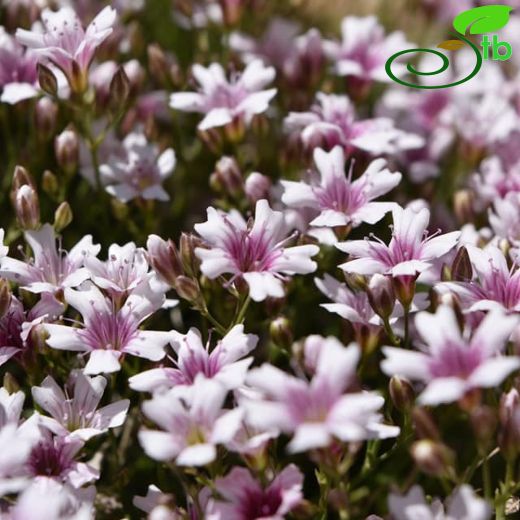 Gypsophila briquetiana