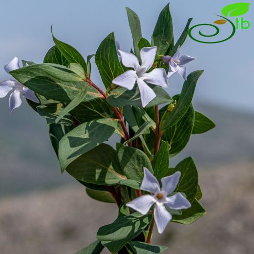 Apocynaceae-Zakkumgiller