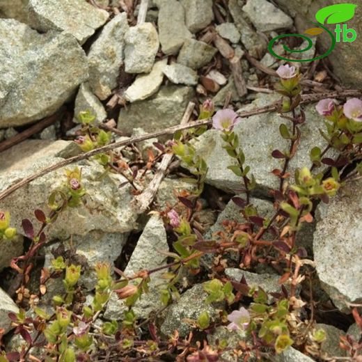 Gypsophila glandulosa