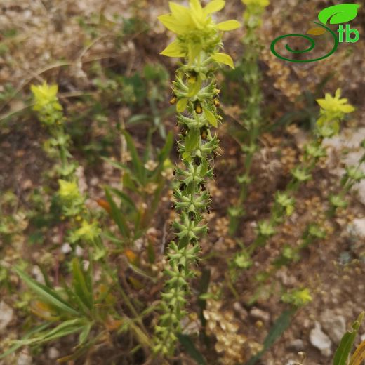 Sideritis montana