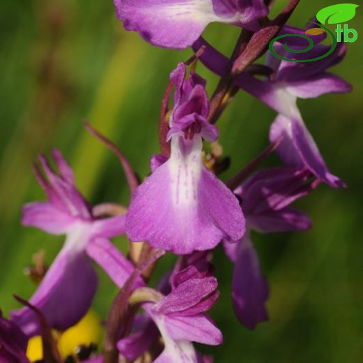 Anacamptis-Sivrisalep