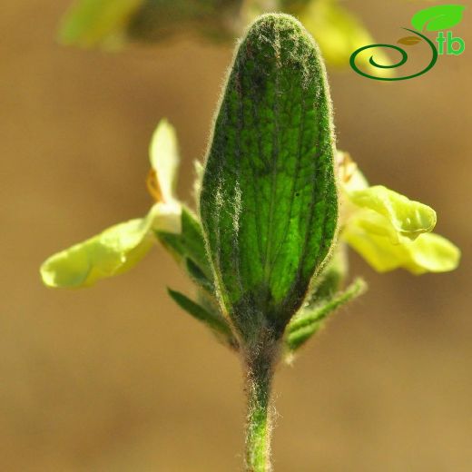Stachys citrina